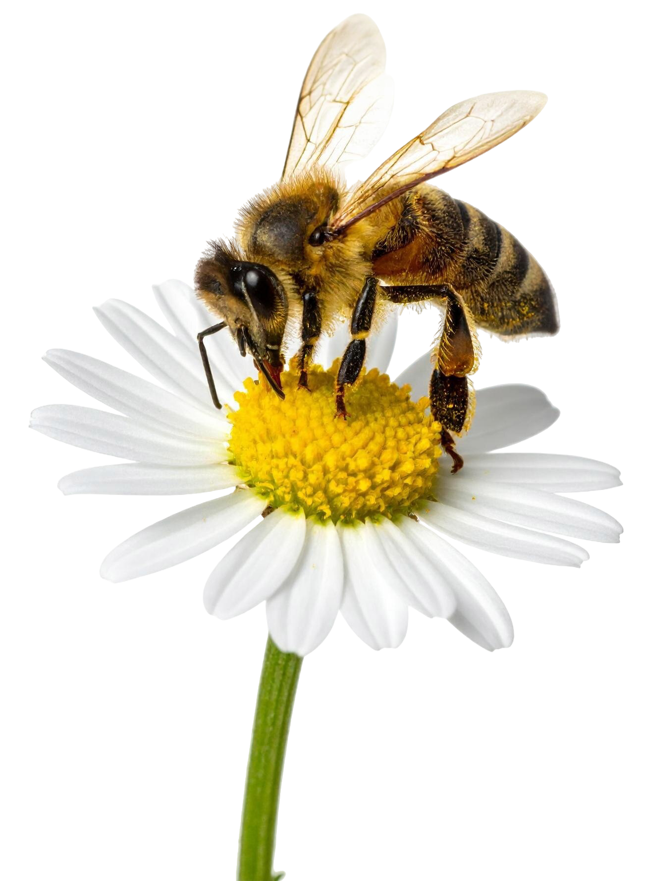 honigbiene-auf-einer-gelben-blume